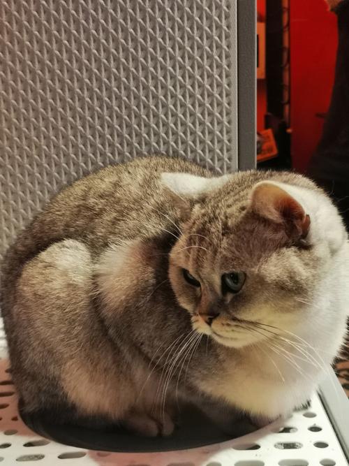 酷猫影院在线观看 - 最新热播剧免费追剧平台,高清无广告观影体验