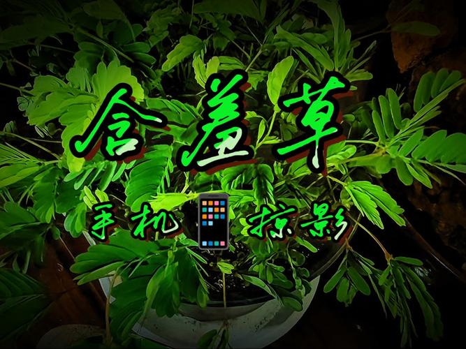 亚洲熟少妇的优雅蜕变：成熟魅力与生活智慧的完美融合
