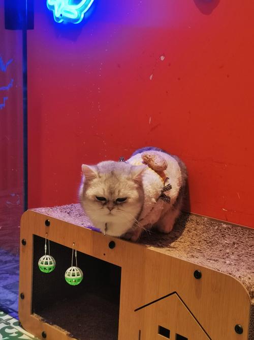 酷猫影院在线观看 - 最新热播剧免费追剧平台,高清无广告观影体验