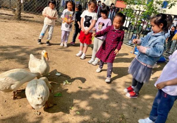 來看看北京海淀區(qū)尚麗外國語學(xué)校動(dòng)物園里的大白鵝~